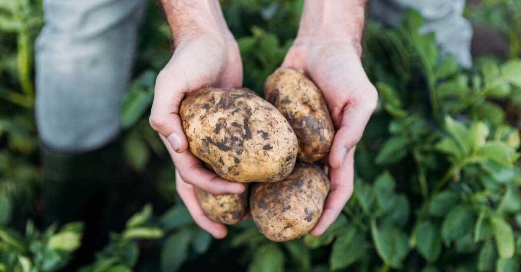 PRESERVING POTATO NUTRIENTS EVEN DURING PREPARATION