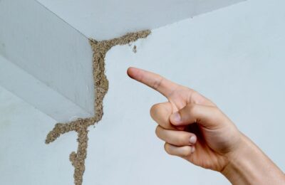 What You Need To Know About a Termite Infestation  